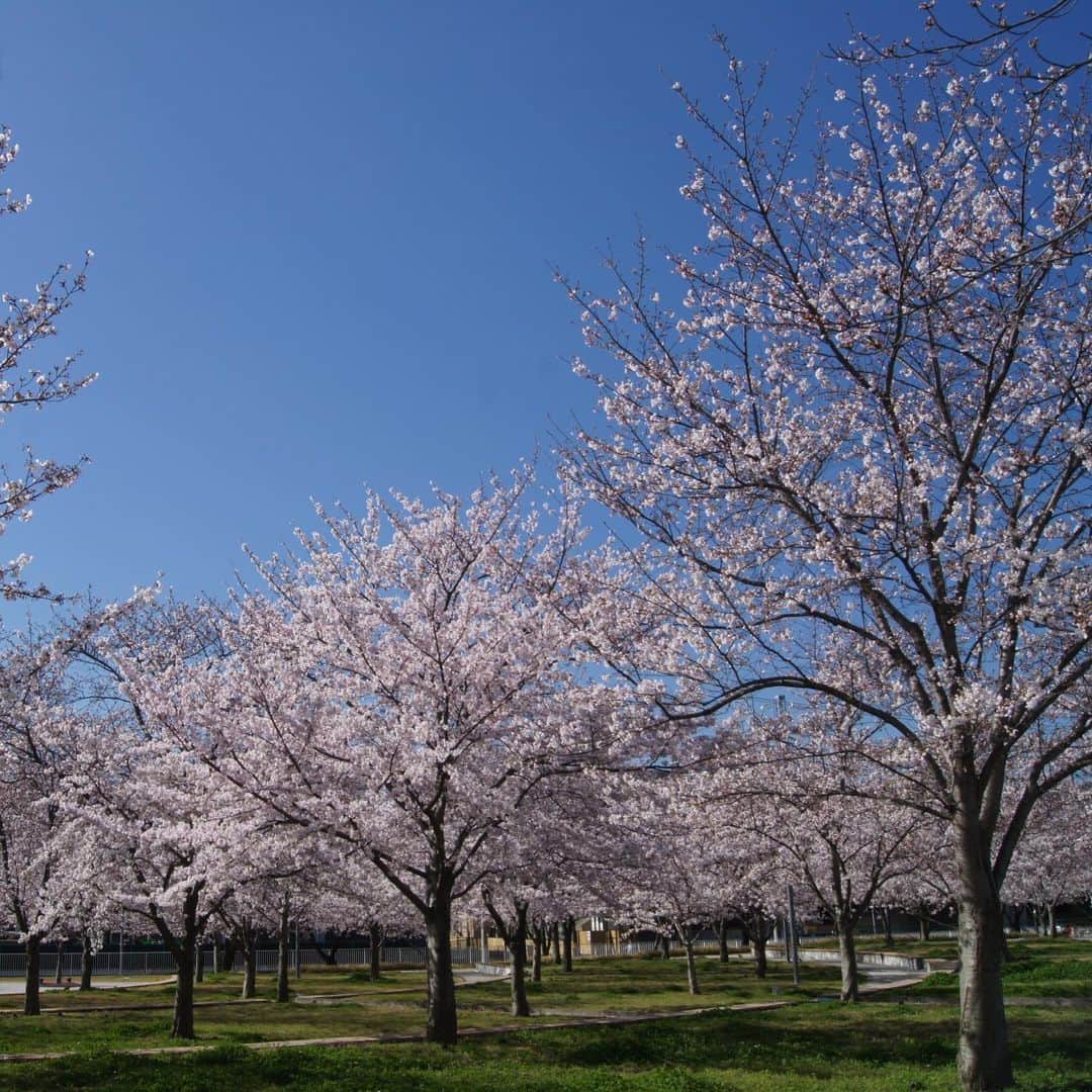 パナソニックのすむすむ さんのインスタグラム写真 - (パナソニックのすむすむ Instagram)「・ おはようございます。 4月1日。 今日から新生活が始まる方も多いのではないでしょうか？ ・ なかなか落ち着かない日が続いてますが、本日は当社の桜をご紹介したいと思います。 ・ 臨時閉園中でご覧いただけないのが心苦しいですが、オンラインお花見をどうぞ🌸 ・ #panasonic #パナソニック #さくら広場 #門真 #オンラインお花見 #花見気分」4月1日 9時40分 - sumai_panasonic