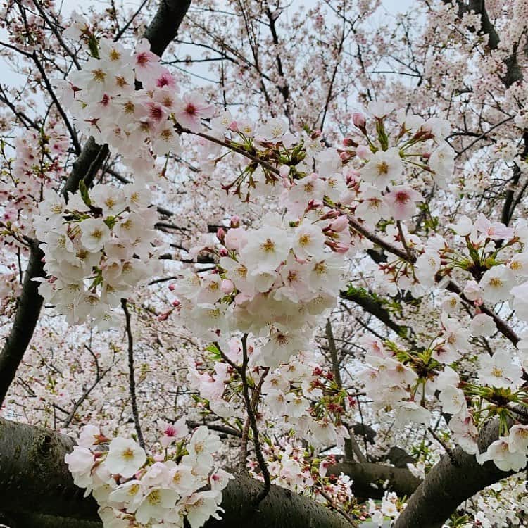 西川進さんのインスタグラム写真 - (西川進Instagram)「おはようございます！！ 『感情直結型ギタリスト』西川進です！！ 4月に入りましたね、、、。 今月もよろしくお願いします！！ 買い物帰りに見た桜がきれいでした、、、。 お花見すら出来ない、、、 とんでもない世の中になってしまいました、、、。 色んな事はあったけど、、、 いかに今まで、、、平穏な世の中だったのかと思います、、、。 人知れず、、、 最近、、、何度も心が折れています、、、。 しかし、、、 正直、、、折れたところで、、、何も変わらないです、、、。 4月に入り、、、年度が変わったタイミングもあり、、、。 今まで以上に突き進んでいこうと決意しました、、、。 もちろん、、、「自粛」の部分にはまだ踏み込めないですが、、、 音楽の全てが自粛されているわけでは無い、、、。 こんな時期だからこそ、、、 みなさまが「ほっ」と出来る事をやっていきたい、、、。 そう決意しました、、、。 色々、、、色々やっていきますので、、、 今年度も何卒何卒、、、何卒、、、よろしくお願いします！！ 今日もみなさまの健康を祈っています！！ #西川進　#ギタリスト　#ギター　#モッズスタイル　#guitarist #guitar #サポートミュージシャン　#新型コロナウイルス　#春　#桜　#決意　#4月　#新学期」4月1日 9時50分 - susumu_nishikawa_5