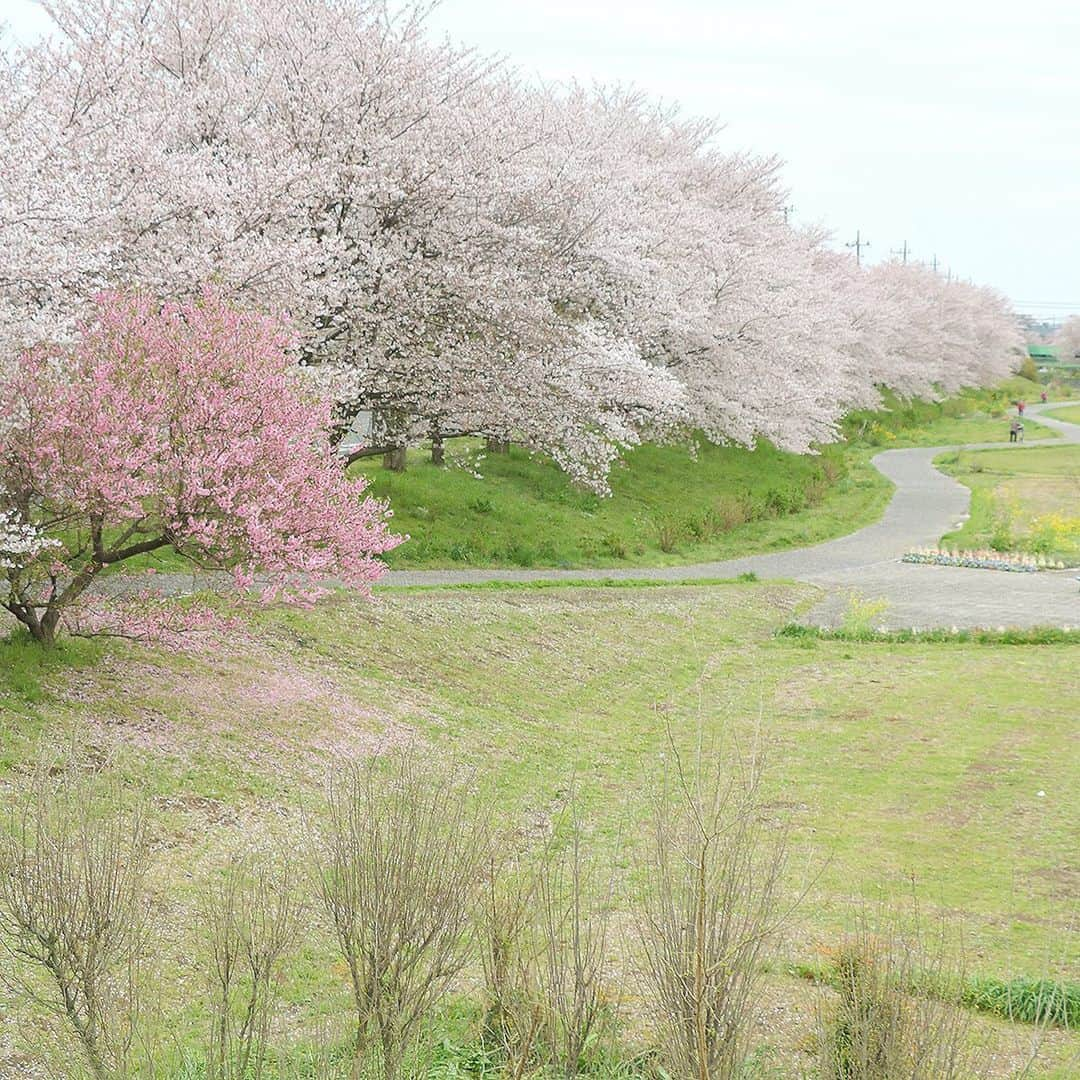 KEINA HIGASHIDEさんのインスタグラム写真 - (KEINA HIGASHIDEInstagram)「春のお散歩コースの桜がきれい。  助産師さんから「産休入ったらたくさん歩いて体を動かしましょうね！」と言われている。埼玉に引越したおかげで人通りのない散歩場所には困らないのが不幸中の幸い。でも世の中の妊婦さんや子育て中の人たちはどうやって過ごしているんだろうか。よかったら教えてください。  #埼玉 #saitama #keepdistance  #eos800d #efs18135mm #cherryblossom」4月1日 9時54分 - keina_higashide