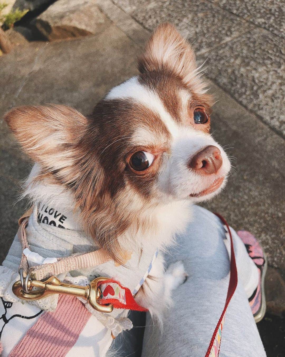 のインスタグラム：「²⁰²⁰.⁴.¹ 🐶 . 🤍ᴴᵃᵖᵖʸ ¹⁰ᵗʰ ᴮⁱʳᵗʰᵈᵃʸ 🤍 ᵐʸ ᵇᵃᵇᵉ 🤍 . . . #HappyBirthday #mylove #Tokyo#JAPAN#Traveler#Violinist#Artist#music#love#happy#musicianslife#violin#dog#chihuahua#pet#cute#doggy#angel#相知明日香#旅するヴァイオリニスト#旅#旅行#東京#日本#ヴァイオリニスト#犬#愛犬#チワワ#可愛い#犬好きな人と繋がりたい」