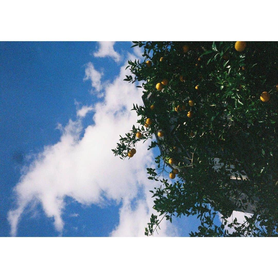 宮﨑香蓮のインスタグラム：「雨ですねえ。☔︎ いつかの晴れをおすそわけ！ #film#pentax#espio160#lomography400」