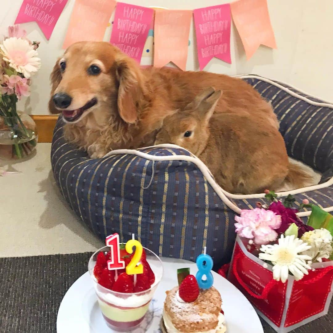 Chieko Shibutaさんのインスタグラム写真 - (Chieko ShibutaInstagram)「たろー🐶&うじゃこ🐰 地方☔️ たろー🐶 happy birthday🎉🎂💝 12 歳になりました✨ そして うじゃこ🐰 2月14日💝🍫 8歳のお誕生日でした 遅れてごめんね🙏 今日は一緒に　お誕生会🎂 おめでとう🎊👏👏👏🎈 💕✨🐶🍀🐰✨💕 💕 #わんこの散歩 #dachshund #dachshunds #dachshundlove #dog #dogs #doglove #instadog #instagram #instagood #pet #pets #petsagram #cute #cutepe #cutepet #cutedog #cuteanimals #likes #smile #rabbit #ラビット #ミニュチュア #ミニュチュアダックス  #ミニュチュアダックスフント #うさぎ部 #うさぎ #ダックス #ダックスフンドロングヘアー#犬とうさぎ」4月1日 20時01分 - chieko.81