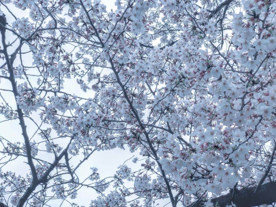 白釈迦遺さんのインスタグラム写真 - (白釈迦遺Instagram)「. 花にまみれて、死ぬまで寝てたい。」4月1日 20時18分 - shaka_yui