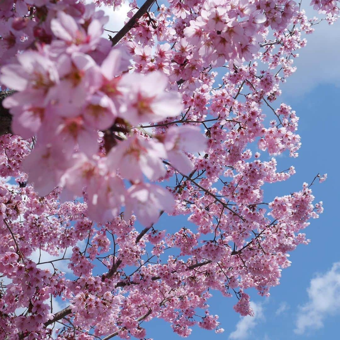 宮原華音さんのインスタグラム写真 - (宮原華音Instagram)「去年京都で見た桜🌸 今年はのんびり見ることもできなかったけど また来年信じて 今は自分と、周りの大切な人のために 1日を過ごそうね☺️ アニメ見たり映画見たり 本読んだり家トレしたり できることはたくさんあるよね✌️✨ ビデオ通話も楽しいよ😎  #桜 #桜並木 #桜満開 #sakura #sakura🌸 #おうち時間 #おうち時間を楽しむ #おうち時間を楽しもうキャンペーン」4月1日 20時19分 - miyahara_kanon