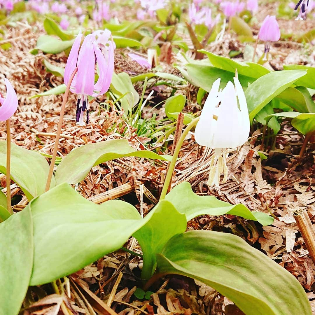 伊勢みずほさんのインスタグラム写真 - (伊勢みずほInstagram)「三条市 北五百川のカタクリ✨  10万本に一本の白いカタクリと出逢いました😂🙌😂🙌 健気に可憐に生命力あふれ 咲き誇っていました✨  エネルギーもろたぁー😆  #新潟県 #三条市 #下田地区 #花 #カタクリ #山野草 #伊勢みずほ #山 #棚田 #感謝 #ありがとうございます😊 #自然の恵み #深呼吸 #お花 #かわいい #散歩」4月1日 20時27分 - isemizuhoo