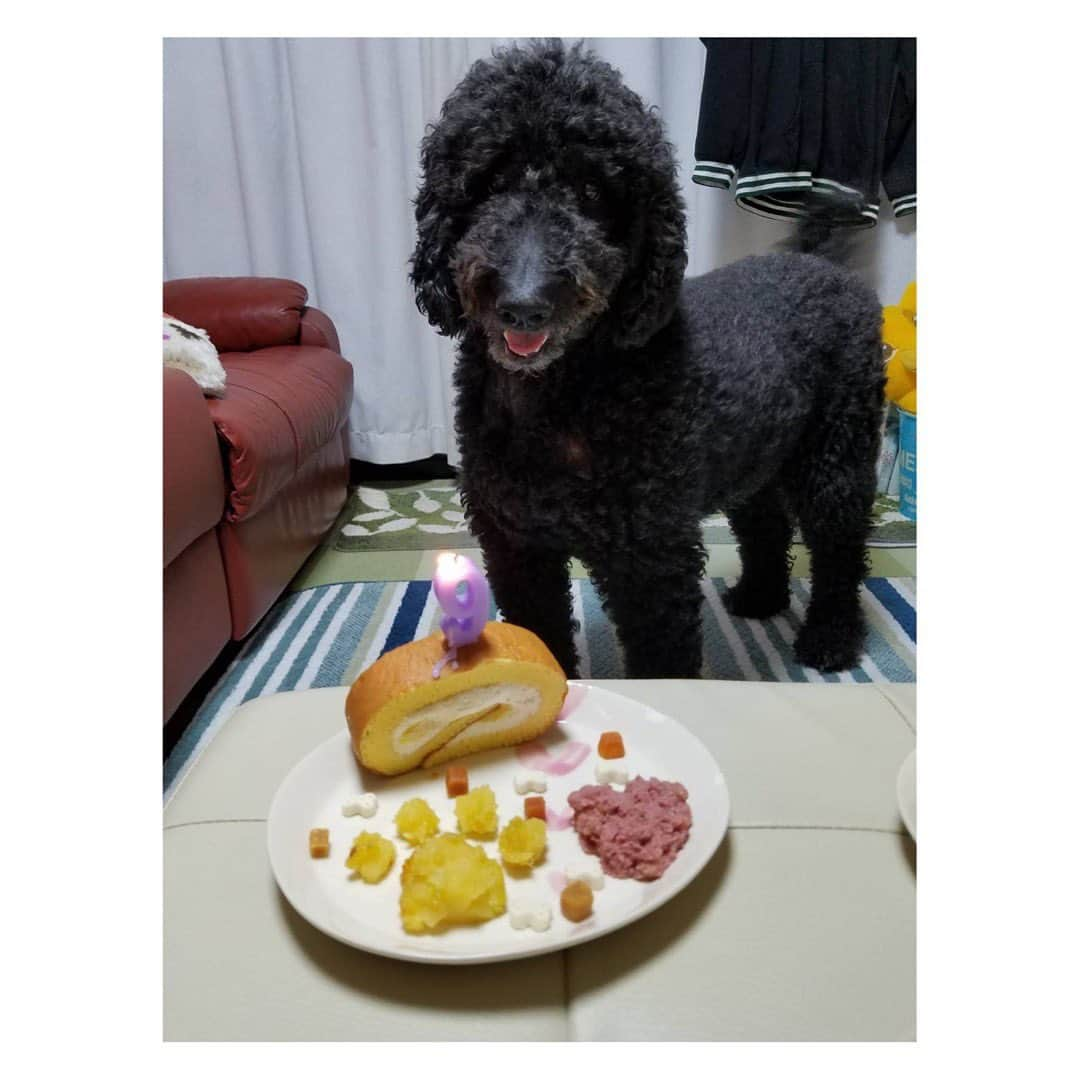 茂木力也さんのインスタグラム写真 - (茂木力也Instagram)「キャンディ🐩 ベック🐩 Happy birthday🎉  これからも元気でいてね👏 #9歳  #ゴールデンドゥードル  #キャンディ  #ベック  #誕生日  #happybirthday」4月1日 20時31分 - rikiya_motegi17