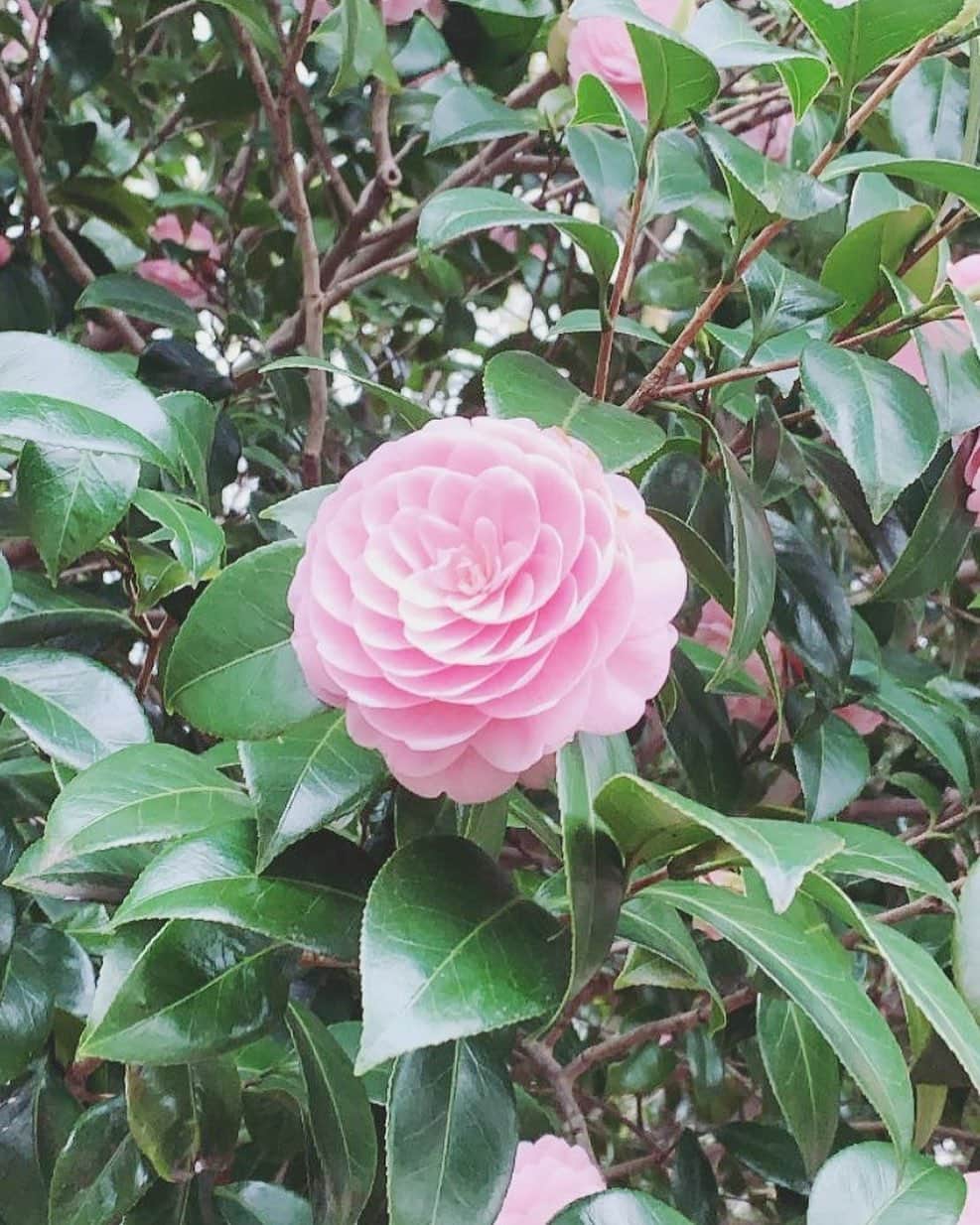 森摩耶さんのインスタグラム写真 - (森摩耶Instagram)「規則的でなんとも美しかったので、思わずパシャリ📷 オトメツバキというお花だそうな🌸」4月1日 12時14分 - maya_mori