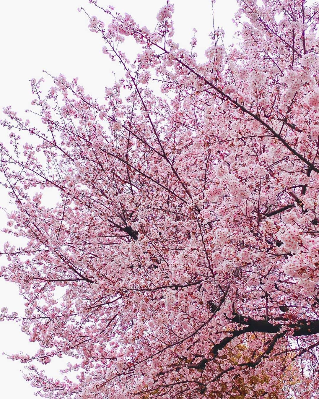 兒玉遥さんのインスタグラム写真 - (兒玉遥Instagram)「美しく咲く桜に心を奪われた🌸﻿ よし、今日も一日がんばろう。﻿ ﻿ ﻿ #桜 #cherryblossom #sakura」4月1日 12時37分 - haruka_kodama919