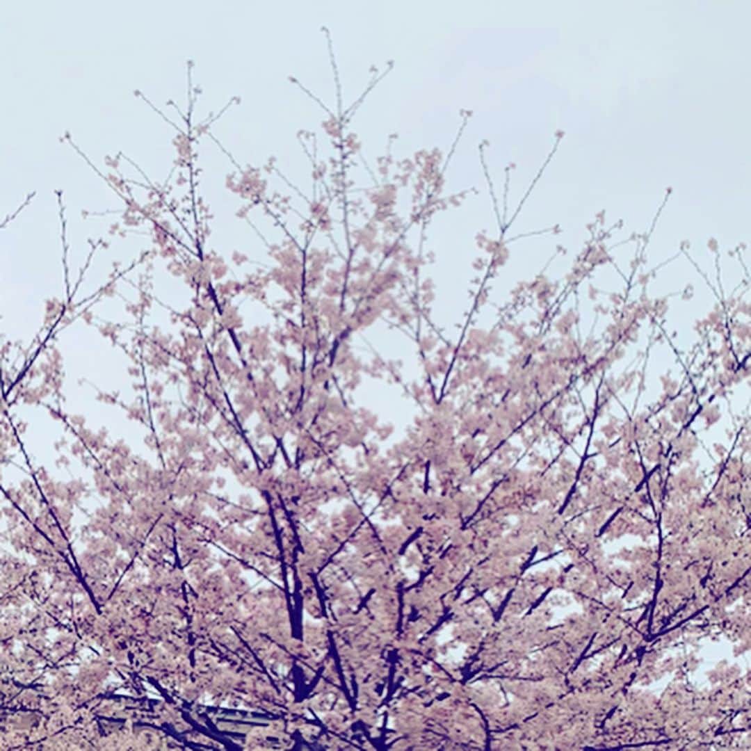 高橋真理恵さんのインスタグラム写真 - (高橋真理恵Instagram)「* 通勤途中にある桜が咲いていました😊  今年はいつもより見られていないかもしれないな、と、 桜の気持ちになりました。  なので、見逃さないように 電車の窓から 積極的に桜を見るようにしています🌸  悲しいことも、残念なことも、 やるせないことも沢山ありますが、 いつものことが、何とかできていることに感謝したいな、 と、思っています。  人の暖かさや、エネルギーを感じることもすごくありますしね😊  私のおうちタイムは、 今まで作ったことのないメニューに挑戦して 過ごしています✨  美味しくできて満足♥️ 飽きるまでやってみます😂  そして、テレビ電話も使ってみました😃 とても楽しかったのでオススメです✨ 特に話すことがなくても、 繋げているだけで楽しかったです😊  途中で向こうが、踊りながら料理をし始めました😂 愉快😂  #おうち時間  #料理　#テレビ電話　#桜」4月1日 13時19分 - marie___takahashi