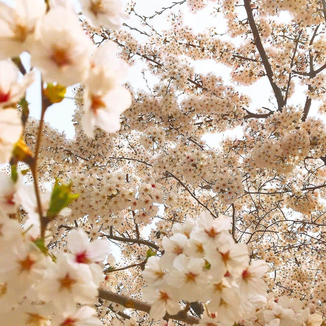 コン・テユさんのインスタグラム写真 - (コン・テユInstagram)「여의도도 석촌호수도 올해는 못가네요.  ヨイドもチャムシルの桜並木も閉鎖と言うことで今年は韓国でもお花見出来ないなぁ。  올해는 첨자  今年は我慢です。  みんな気をつけてね。  #사쿠라 #벚꽃 #桜 #동네 #산책 #散歩」4月1日 14時09分 - teyu_