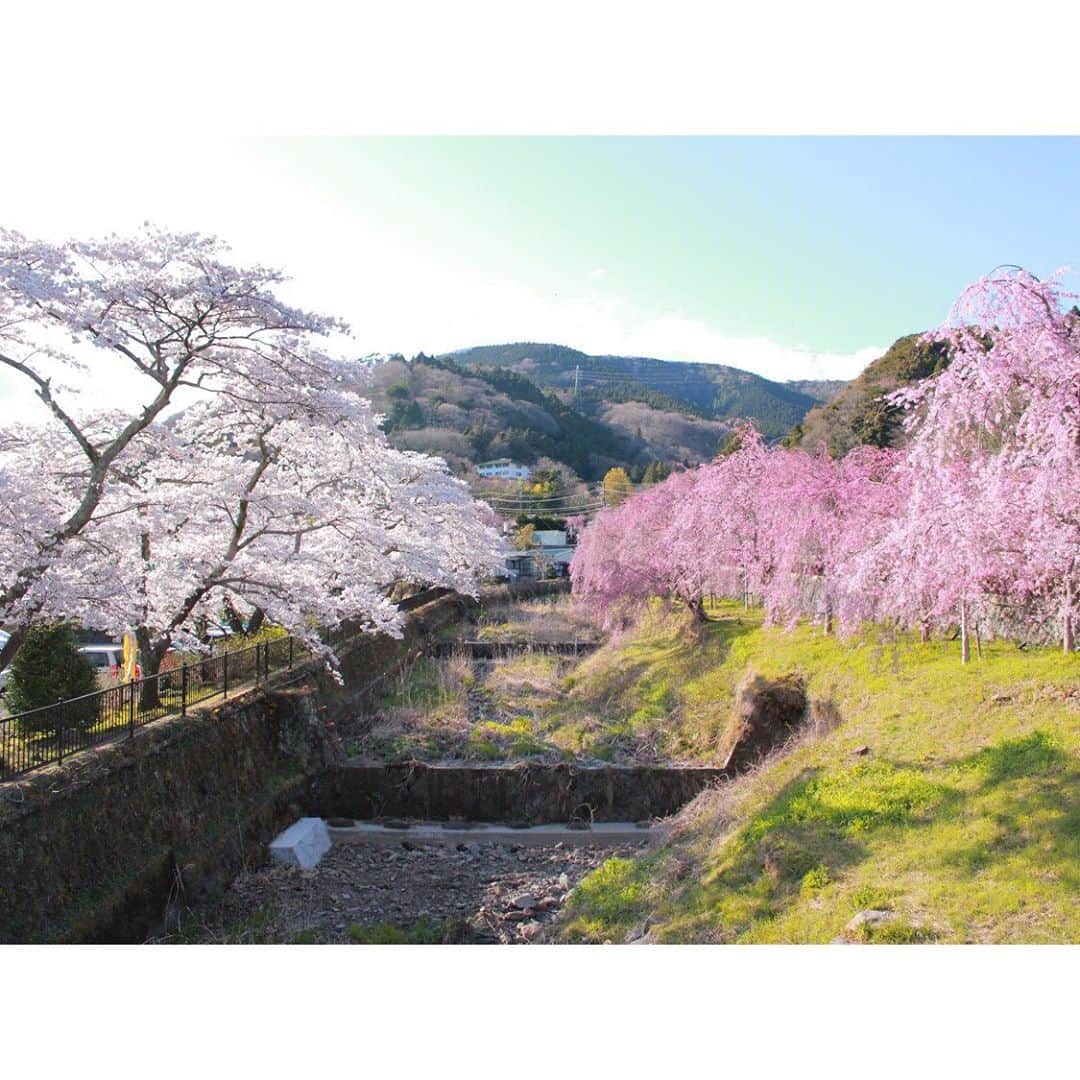 星野リゾート 界の若者旅さんのインスタグラム写真 - (星野リゾート 界の若者旅Instagram)「新入生、新入社員の皆さん🤗 ご入学、ご入社おめでとうございます🌷 ＊  全国各地で桜が見頃を迎えていますね🌸 界 仙石原では、桜を見るだけでなく旅の記録として絵に描き残す体験をご提案🎨🖌 スタッフが「アートバトラー」となり、風景画制作をサポートします😊 ＊ #hoshinoresorts  #星野リゾート界 #星野リゾート #界 #kai #界タビ20s #界仙石原 #sengokuhara #桜 #開花予想 #spring #cherryblossom🌸」4月1日 20時58分 - hoshinoresorts.kai
