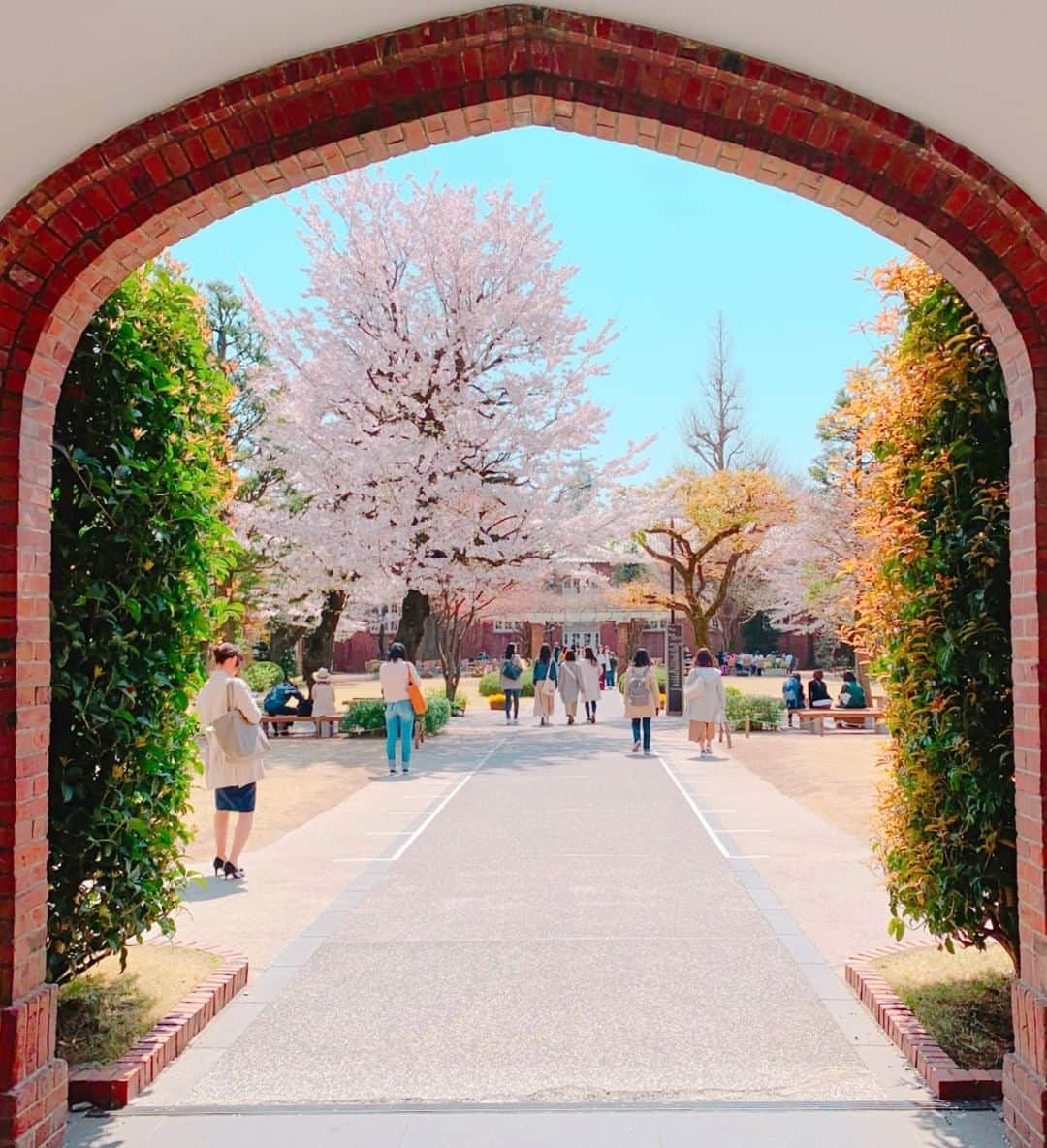 立教大学さんのインスタグラム写真 - (立教大学Instagram)「１年前の写真です。早くキャンパスに学生の皆さんが戻れる環境になることを祈るばかりです。 A photo taken last year. . #桜 #cherryblossom #cherryblossoms #rikkyouniversity #ikebukuro #池袋キャンパス #立教 #立教大学 #coregraphy #photography #ファインダー越しの私の世界 #本館 #モリス館 #1号館 #MainBuilding #BuildingNo1 #MorrisHall #ツタ #ivy #蔦 #レンガ #bricks Photo by @fu_918」4月1日 15時33分 - rikkyouniv