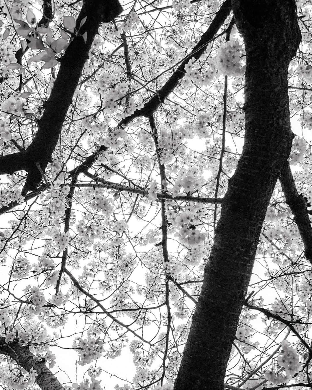 宍戸開さんのインスタグラム写真 - (宍戸開Instagram)「#infraredphotography #cherryblossom #cloudyday」4月1日 15時55分 - kaishishido