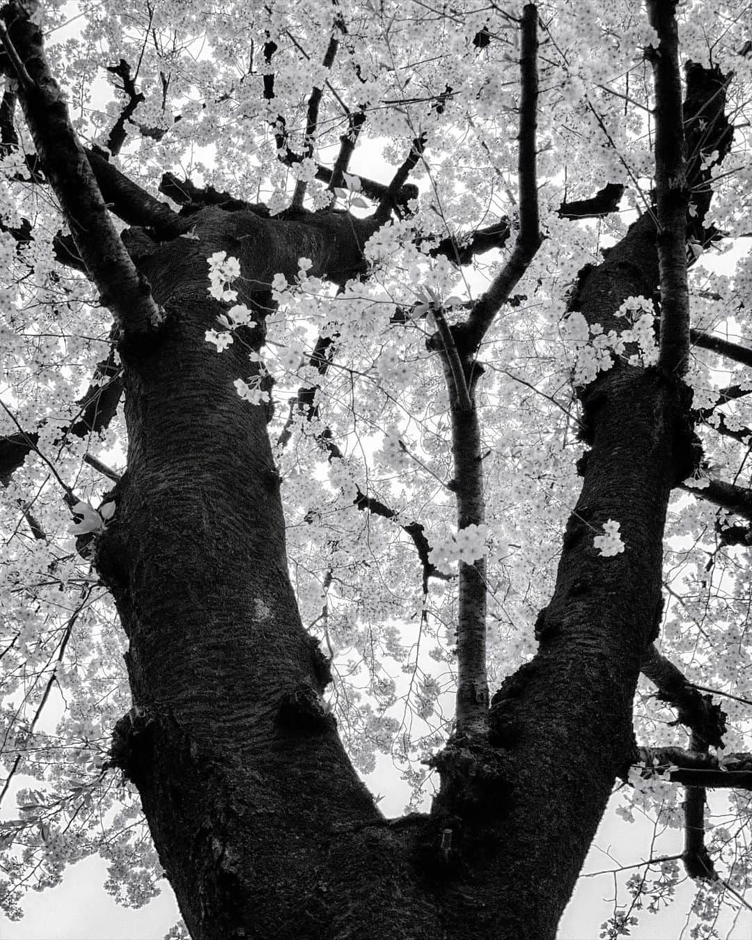 宍戸開さんのインスタグラム写真 - (宍戸開Instagram)「#infraredphotography #cherryblossom #cloudyday」4月1日 15時58分 - kaishishido