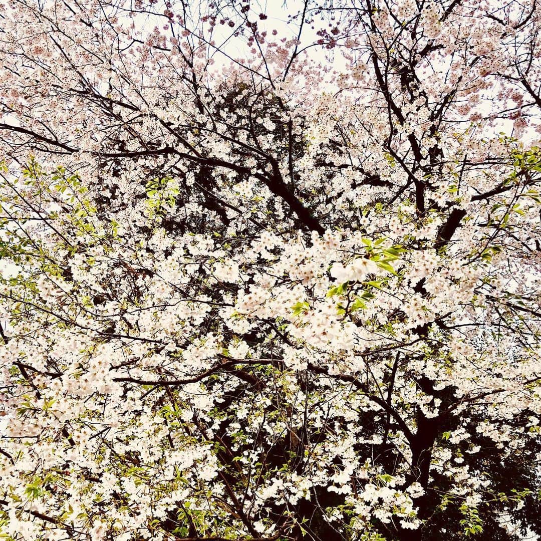 佐伯紅緒さんのインスタグラム写真 - (佐伯紅緒Instagram)「近所の花。 早くまた平穏な日々が訪れますように。」4月1日 15時59分 - beniosaeki