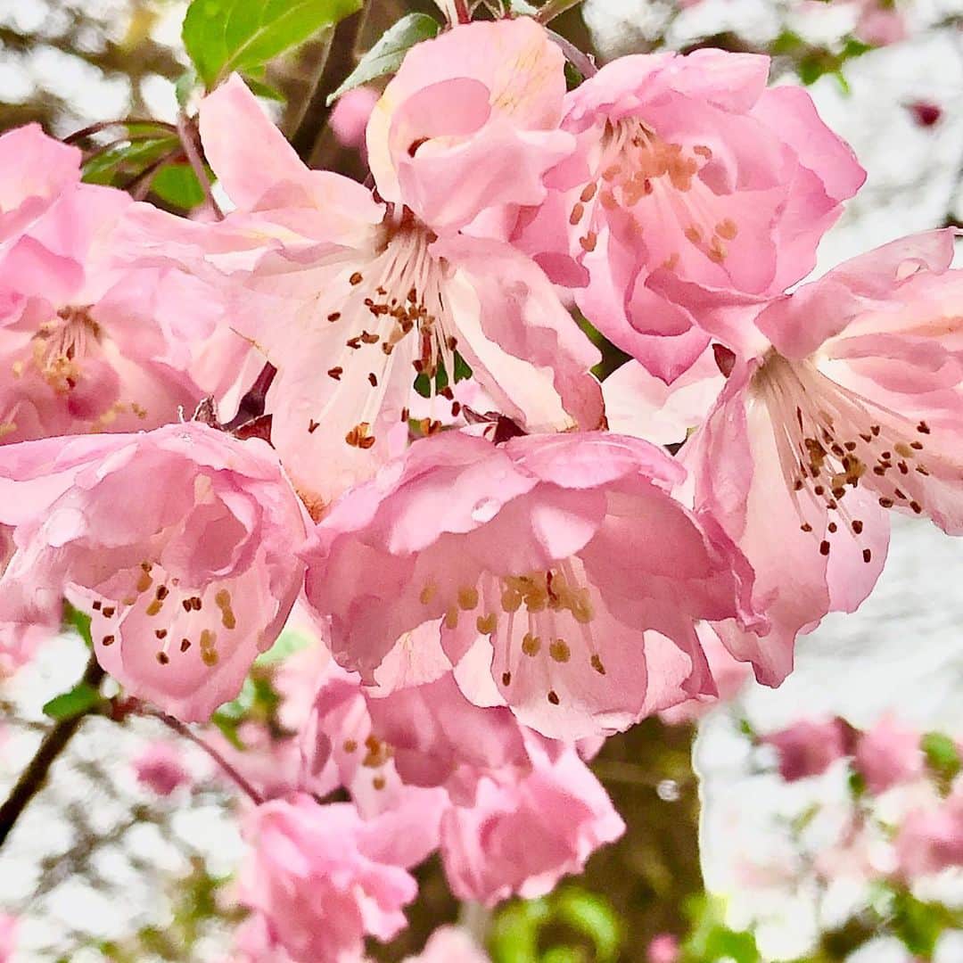 佐伯紅緒さんのインスタグラム写真 - (佐伯紅緒Instagram)「近所の花。 早くまた平穏な日々が訪れますように。」4月1日 15時59分 - beniosaeki