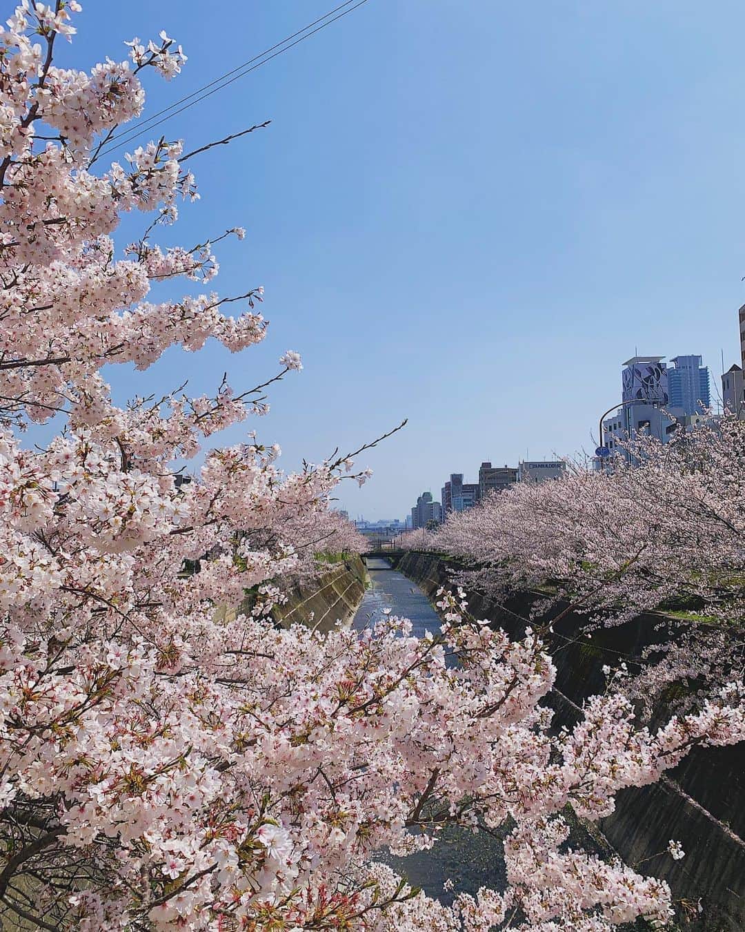 福本莉子さんのインスタグラム写真 - (福本莉子Instagram)「去年神戸でふりふらの撮影をしていた時に撮った桜を皆さんにおすそわけ🌸」4月1日 16時00分 - riko_fukumoto_