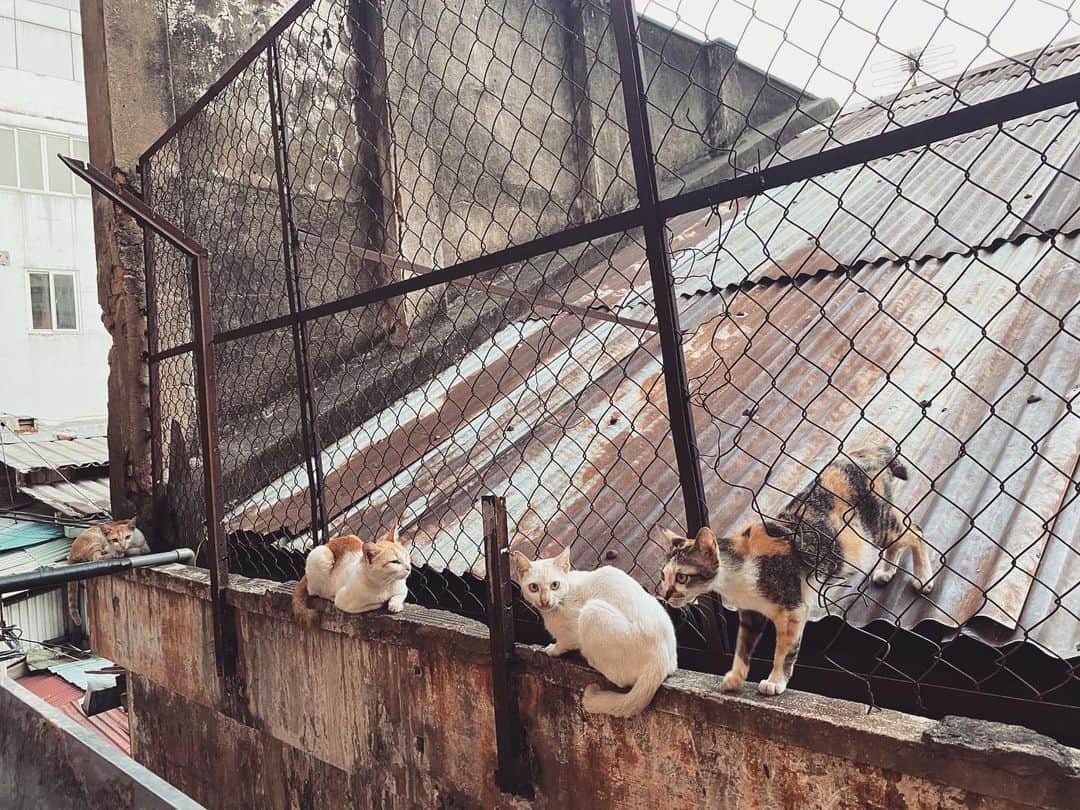 上本昌代さんのインスタグラム写真 - (上本昌代Instagram)「🐱「ニャニ見てんだよ」シリーズ。東南アジアの猫はみんな細い #ねこ #cat #gatto #なに見てんだよって顔 #世界の猫 #ねこ好き #猫 #catstagram #ガリガリ #peace #旅好き #タビジョ #tbt」4月1日 16時13分 - masayomai