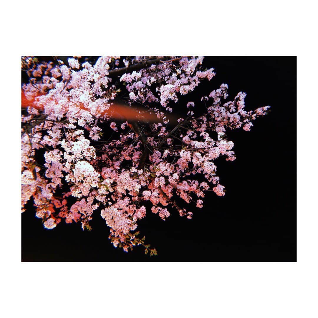小森真理子のインスタグラム：「家の目の前の桜がちょうど満開🌸  久々に着けるイヤホンで 大好きな音楽を聴きながら あったかいミルクティー飲みつつ。 何日ぶりかのお外の空気は冷たくって 鼻がツンとした👃  ほんのちょっとだけ楽しめた 夜桜をお裾分けです。」