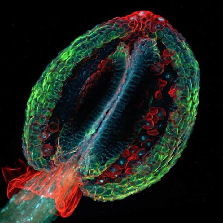 ノバルティスのインスタグラム：「Like crafty matchmakers, molecular glues stick proteins together inside cells. By doing so, they may change a cell’s destiny. . . . First discovered in plants, molecular glues were created by nature. Some plant defense mechanisms, such as antibiotics, work by sticking proteins together. This idea of interrupting disease by bringing two proteins together is relatively new in human drug discovery. . . . Our drug hunters think these tiny matchmakers have the potential to change the course of diseases that are difficult to treat, like cancer. Our researchers are taking a systematic approach to discovering glues that have the potential to alter disease-driving biology. Because molecular glues work differently from traditional small molecule drugs, they open the door to potentially discovering new kinds of medicines.」
