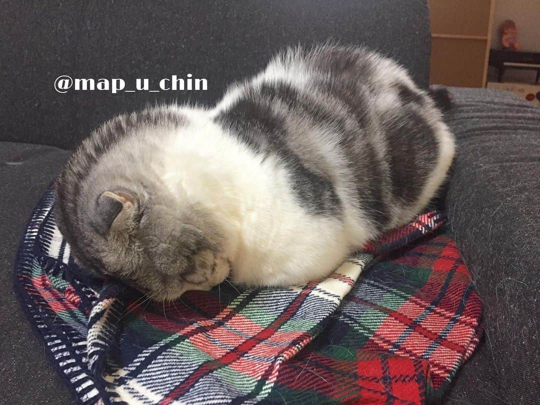 のインスタグラム：「ごめん寝😴  #猫 #ねこ #cat #マンチカン #短足マンチカン #折れ耳マンチカン #manchkin」