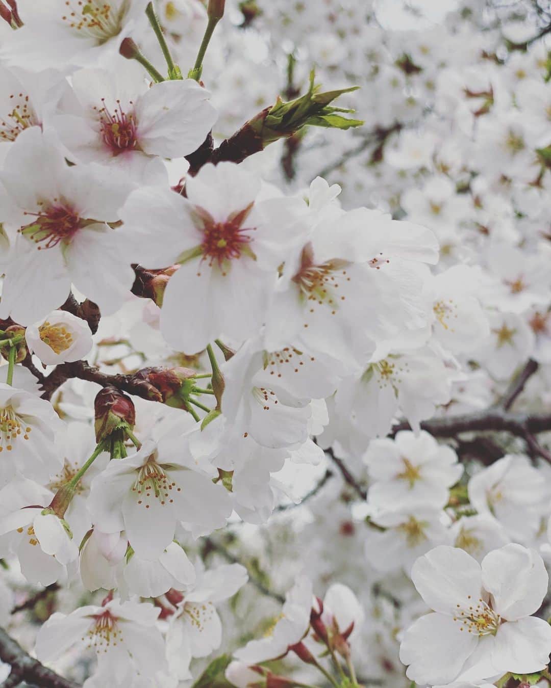 松田力さんのインスタグラム写真 - (松田力Instagram)「🌸 #さくら #桜 #コロナに負けるな」4月1日 16時32分 - riki_matsuda_official