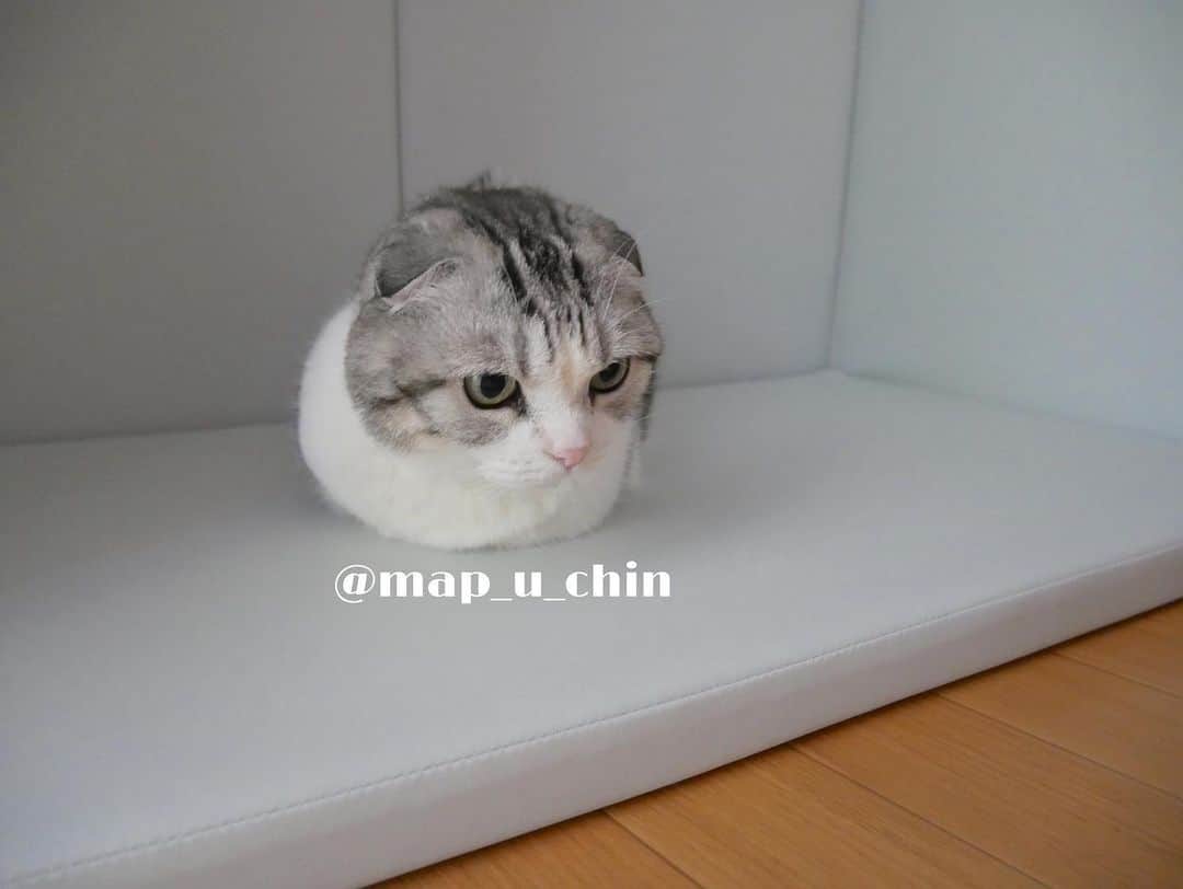 のインスタグラム：「おててを完全に収納するまっぷーちん🐱  #猫 #ねこ #cat #マンチカン #短足マンチカン #折れ耳マンチカン #manchkin」