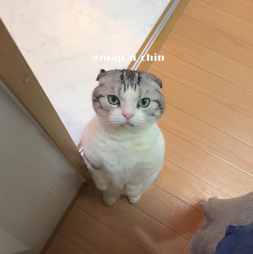 のインスタグラム：「キッチンに立つと高確率で現れる立ち猫まっぷーちん🐱  #猫 #ねこ #cat #マンチカン #短足マンチカン #折れ耳マンチカン #manchkin」