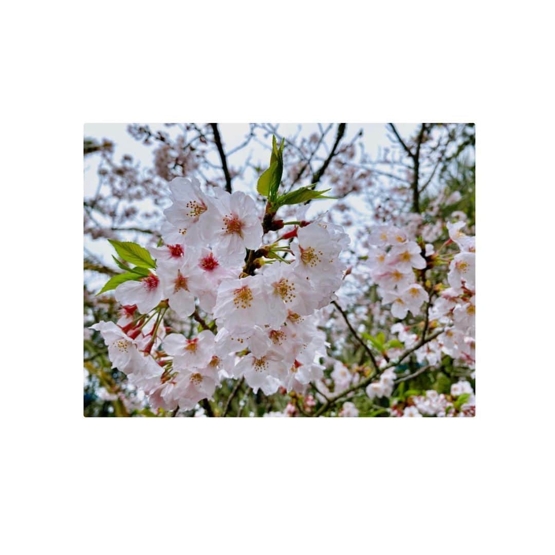 柏原明日架さんのインスタグラム写真 - (柏原明日架Instagram)「...@  今年、初めて、さくら撮ったかも。  #2020 #cherryblossom #miyazaki」4月1日 16時54分 - asuka_____official