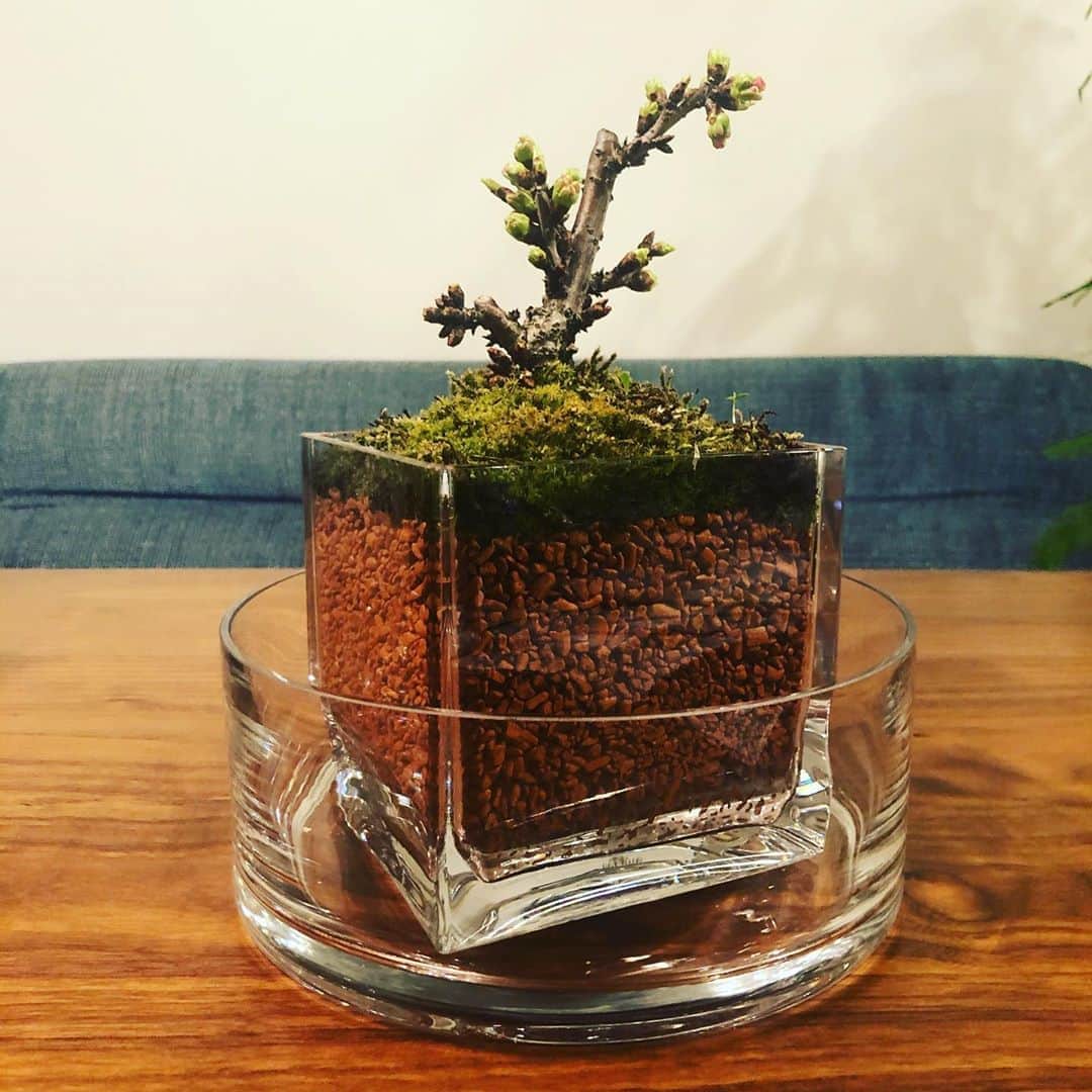 のインスタグラム：「満開です🌸自粛でお花見出来ないから、こちらで楽しんでいます！ どうか皆さん無事でありますように‼️」