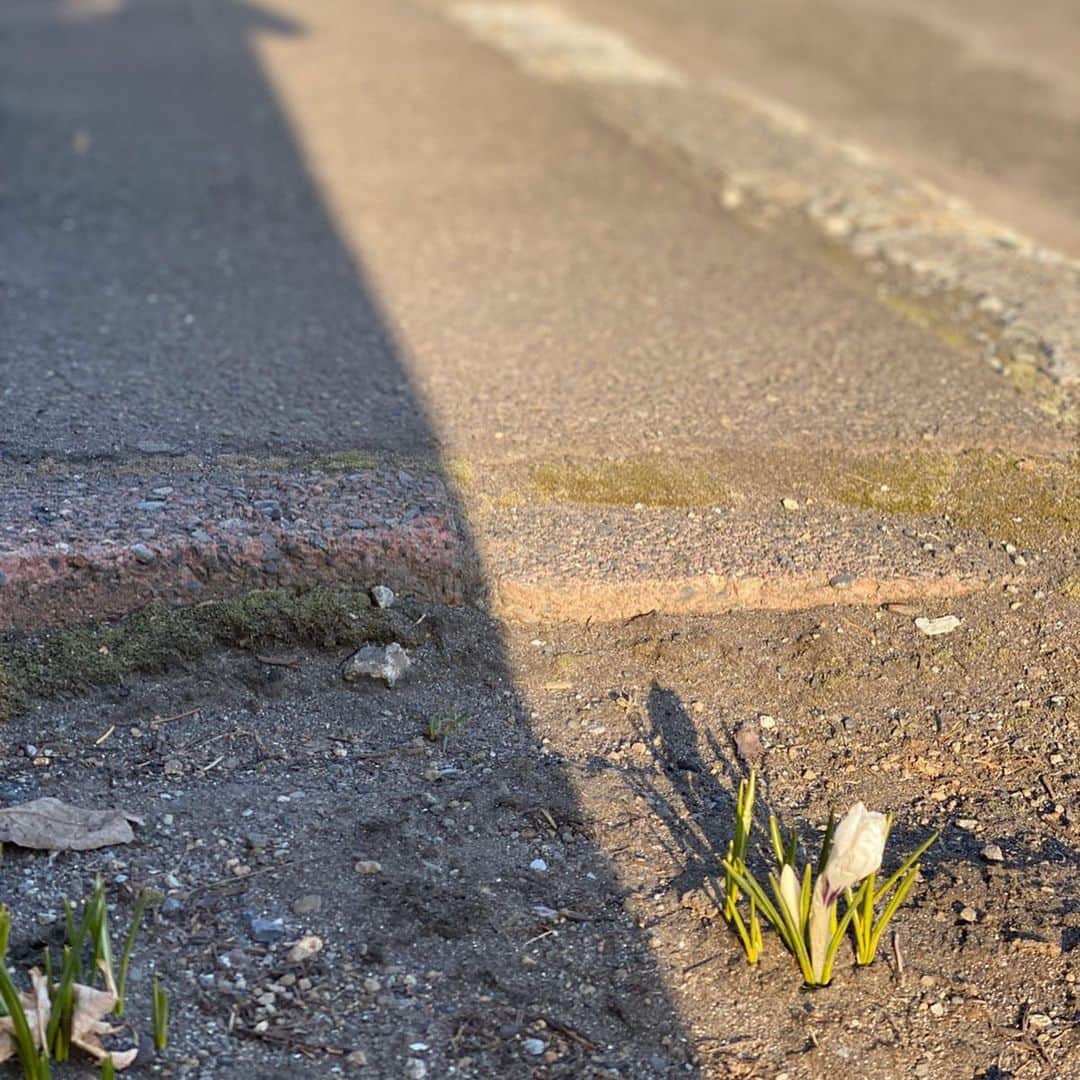 佐藤彩さんのインスタグラム写真 - (佐藤彩Instagram)「４月になりましたね✨ 朝刊さくらいで名付けた北海道らしい４月の呼び名は「芽吹き月」。 気持ちは沈みがちになることもある今日この頃ですが、お散歩していると、植物の芽吹いた姿を見て、ほっこりすることも多いです😊 . .  さて、そんな４月のスタート、４月１日に、フランスでは魚の形をしたお菓子を食べたり、子供が魚の絵を使っていたずらしたりするらしい・・・そんな話題を番組でご紹介しました。 その記事に載っていた魚のパイが可愛らしくて美味しそうだったもので・・・そのレシピで、私も作ってみましたよ！ 魚の形に見えますか？！ . . #おかえりなさい桜井さん #魚のパイ　#ポワソンダブリル #喜んでくれました　 #ふきのとう　#クロッカス　#順調に芽吹いています #小カブはまた少し成長 #HBC #アナウンサー #佐藤彩」4月1日 17時18分 - hbc_ayasato