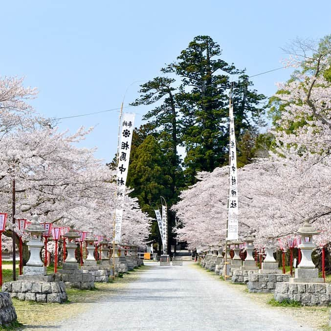 福島県さんのインスタグラム写真 - (福島県Instagram)「来て！ 馬陵公園の桜 中村城跡がある馬陵公園には藩政時代をしのばせる桜の古木もあり、数百本の桜が一斉に咲き乱れる姿は圧巻です。城跡内の参道両脇に続く桜並木のほか、お堀沿いの桜も見事です。相馬市を代表するお花見スポットです。※画像は以前のものです。例年の見頃は4月上旬〜中旬です。 #相馬市 #馬陵公園 #桜 #福島 #ふくしま #ふくしまからはじめよう #来て #fukushima #traveljapan #futurefromfukushima #japantrip #fukushimatrip #art_of_japan #instagramjapan #japan_of_insta  #insta_fukushima  #special_spot_」4月1日 17時33分 - realize_fukushima