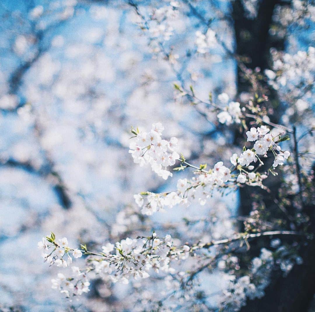 BRILLIANCE+（ブリリアンス+）さんのインスタグラム写真 - (BRILLIANCE+（ブリリアンス+）Instagram)「ふと見上げたら、 満開の春がありました。 . #暮らしとジュエリー #ブリリアンスプラス #暮らしを愉しむ #新生活  #桜  #cherryblossom」4月1日 18時04分 - brilliance_plus