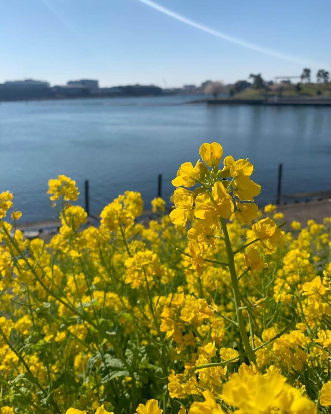 二見梓のインスタグラム：「🤲🧼🏠🦠 1日ごとに事は深刻さを増しているような気がします。 命より大切なものは有りません。 今は感染拡大を防ぐためにできることを徹底するのみです！ 東京2020大会延期、それに伴い日本代表決定戦も延期。 2020年がはじまった時こんな事態になるとは想像もしなかった。 4年前に掲げた目標を達成する為に、その闘志を心の中で燃やし続けながら1日1日を大切に過ごします🔥 #健康第一 #おうち時間模索中」