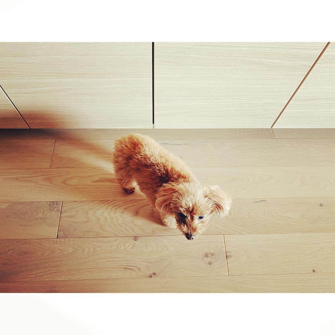 紗栄子さんのインスタグラム写真 - (紗栄子Instagram)「そんなに監視しなくても大丈夫だよー！！ #えいじ」4月1日 18時21分 - saekoofficial