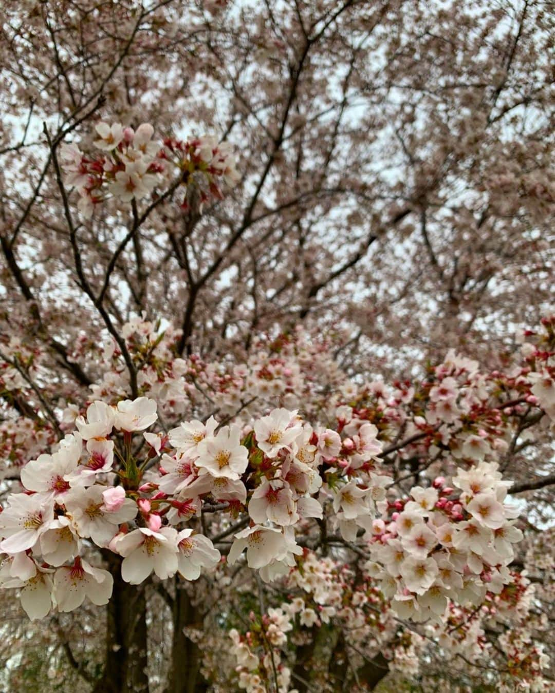 日本テレビ「同期のサクラ」さんのインスタグラム写真 - (日本テレビ「同期のサクラ」Instagram)「ドラマの中で５人が再会した、約束の４月になりました🌸 あの桜の木も満開になりました。 初めて経験する大変な毎日ですが、一人でも多くの人がサクラたちのように『夢』に向かって歩き出せる新年度になることを願っております✨ 🌸「#同期のサクラ」Blu-ray・DVDboxは４月２２日発売です🌸 #2020年4月1日」4月1日 18時44分 - douki_sakura