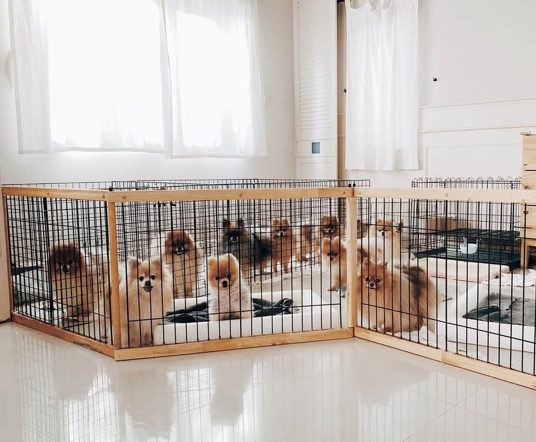 r_oseのインスタグラム：「When the clock almost hit 5 ... you know what to do, mommmm!!!!🦊🐰🦁🐨🐻🐶🐹〰️」