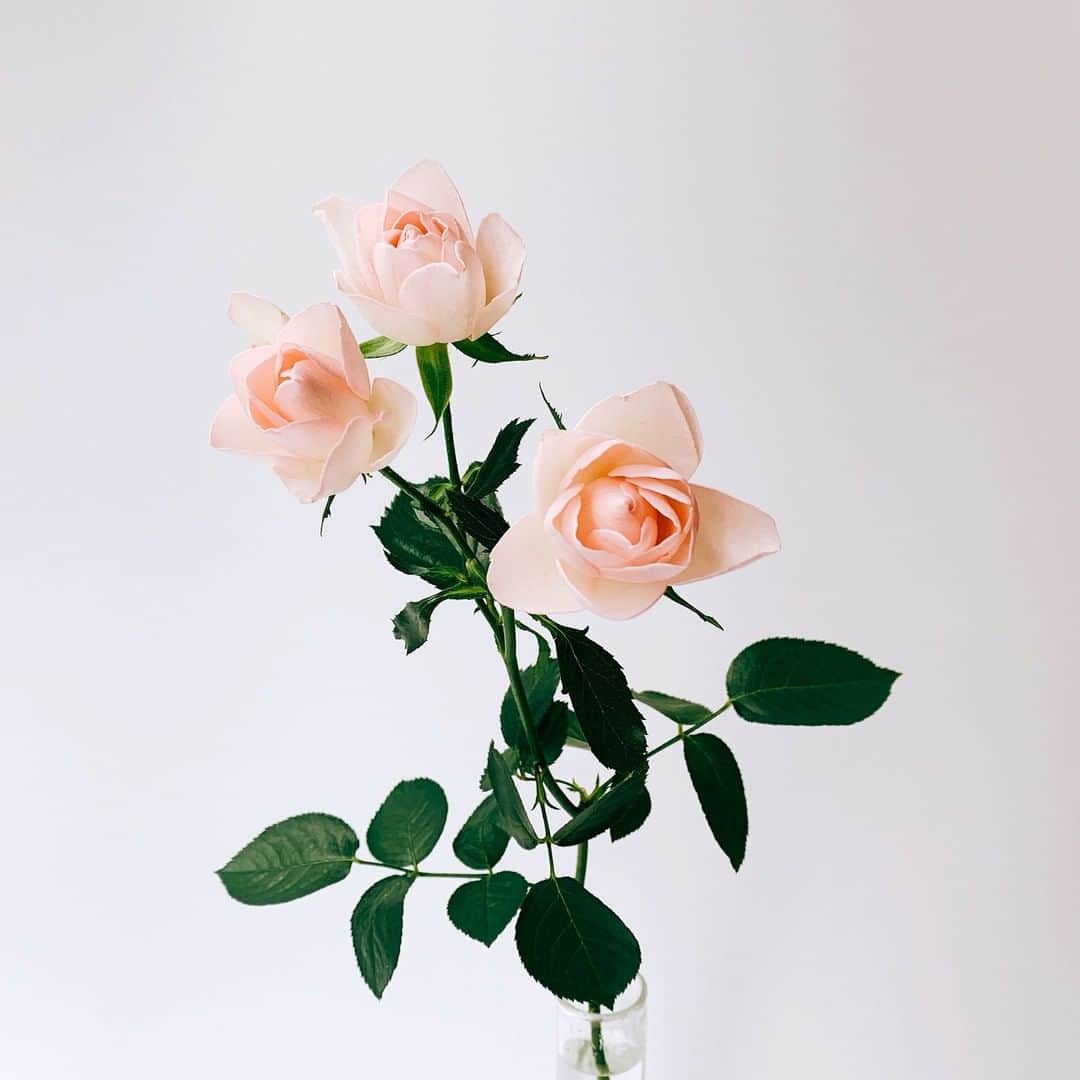 SPURさんのインスタグラム写真 - (SPURInstagram)「スプレータイプのサントワマミー。凜と咲くバラは見ているだけでパワーをくれます😊（編集U）  #SPUR #SPURflower #バラ #サントワマミー  #花 #花のある暮らし  #バラのある暮らし  #薔薇  #spurmarchissue #spurmagazine」4月1日 19時00分 - spurmagazine