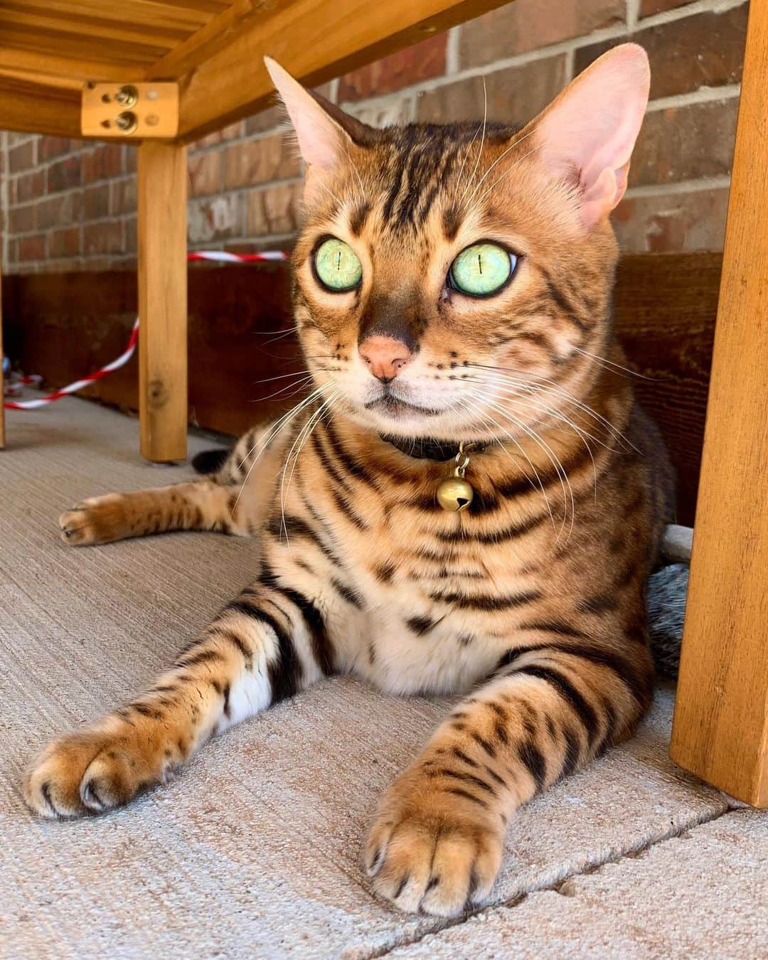 Bensonのインスタグラム：「Electric eyes」