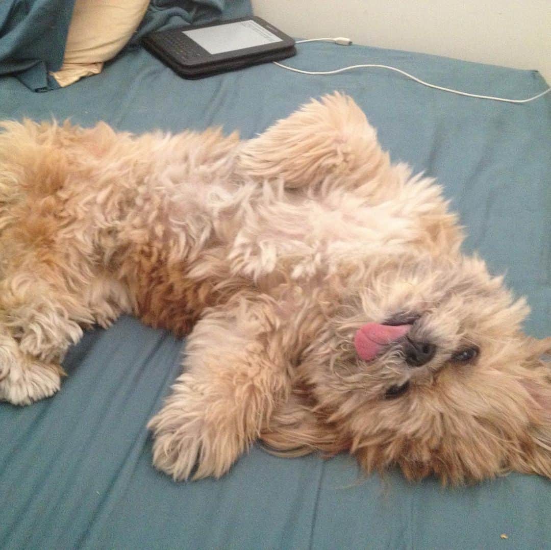 Marnie The Dogのインスタグラム：「Some before-they-were-famous pics of Marnie.  My big hard drive of Marnie memories has been such a source of comfort for me these days. I’m so grateful to have all these memories saved not just for myself but so I can offer whatever little comfort I can in these trying times.」