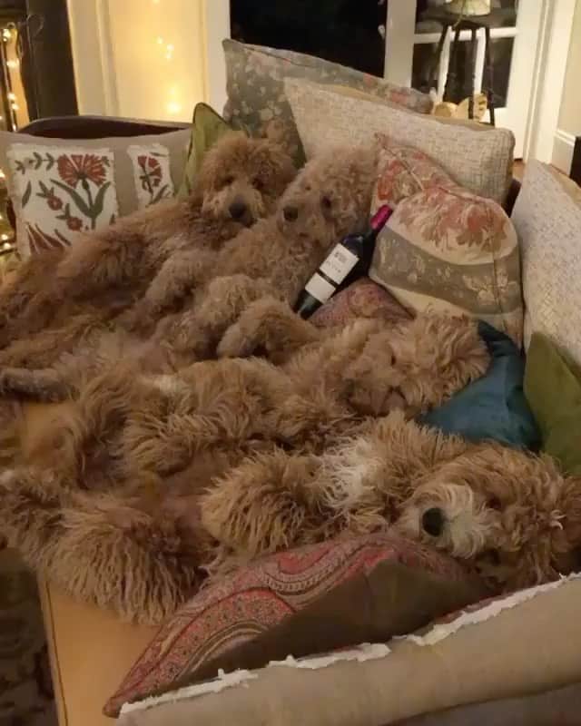 The Critter Havenのインスタグラム：「Tag your friends  Video by @samsonthedood  #TheCritterHaven」