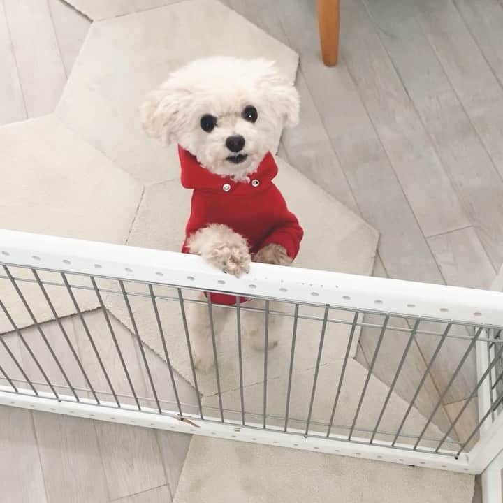 mizuのインスタグラム：「横歩きで登場•ᴥ• この食べ方を見たくてついあげちゃう。」