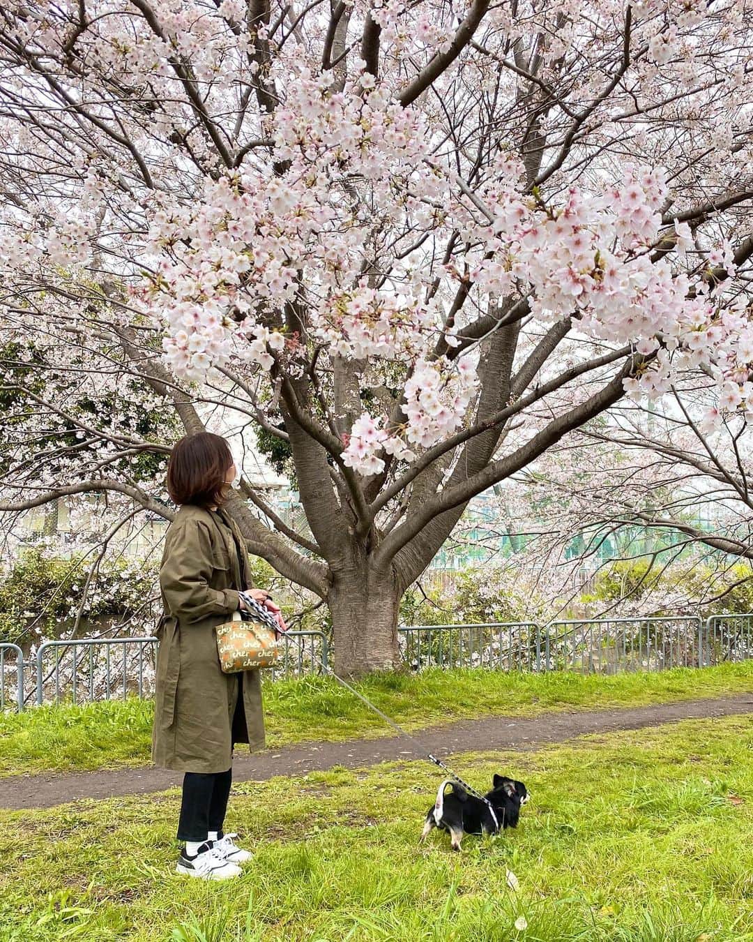 0510_nanaさんのインスタグラム写真 - (0510_nanaInstagram)「‎⋆ 今年の桜はなんとなく寂しい気持ちで見てる。 そんな気持ちにさせる出来事がいくつもあるから。 来年はまた笑顔で楽しい気持ちで見れるといいな。 ‎⋆ ‎⋆ denim #uniqlo  sneakers #newbalance ‎⋆ ‎⋆ #ブラックデニム #ユニクロ #uniqloginza #ニューバランス #桜 #cherryblossom #sakura #桜並木 #チワワ #チワワのいる暮らし #犬のいる暮らし #犬好きさんと繋がりたい #check1076」4月1日 21時40分 - 0510_nana
