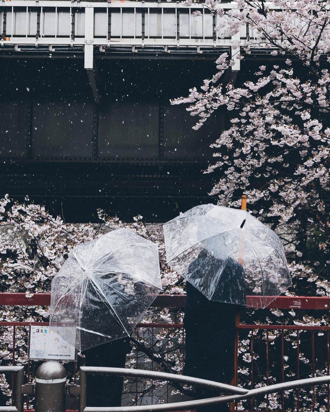 Yuma Yamashitaさんのインスタグラム写真 - (Yuma YamashitaInstagram)「Snow with a flurry of cherry blossoms  #hellofrom Tokyo #inspirationcultmag」4月1日 22時01分 - yuma1983