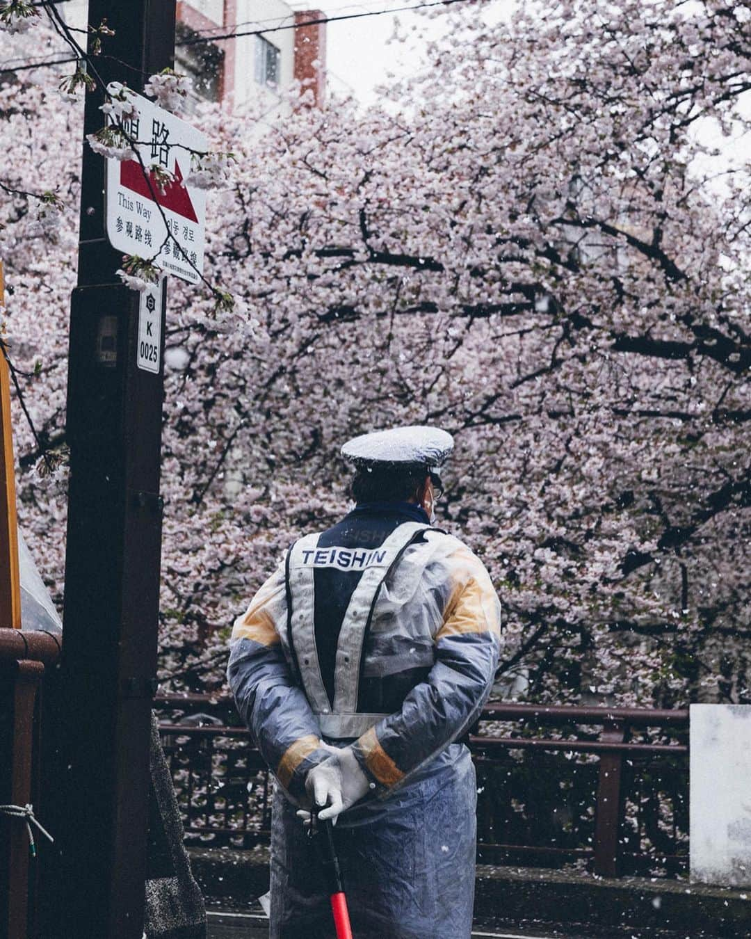 Yuma Yamashitaさんのインスタグラム写真 - (Yuma YamashitaInstagram)「Snow with a flurry of cherry blossoms  #hellofrom Tokyo #inspirationcultmag」4月1日 22時01分 - yuma1983