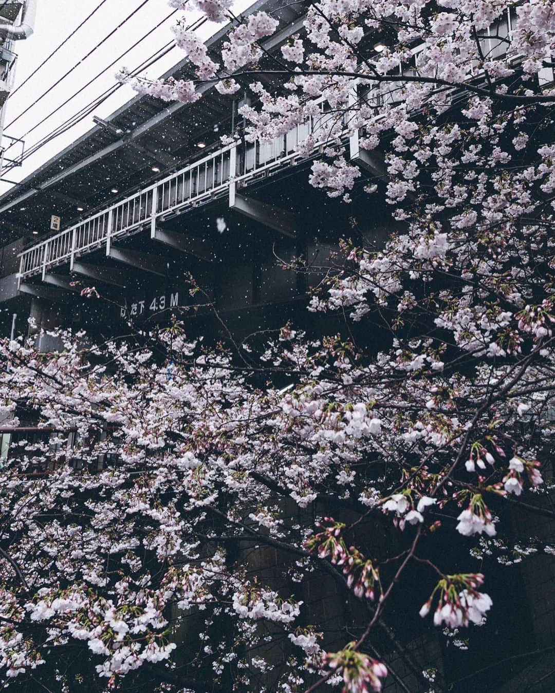 Yuma Yamashitaさんのインスタグラム写真 - (Yuma YamashitaInstagram)「Snow with a flurry of cherry blossoms  #hellofrom Tokyo #inspirationcultmag」4月1日 22時01分 - yuma1983