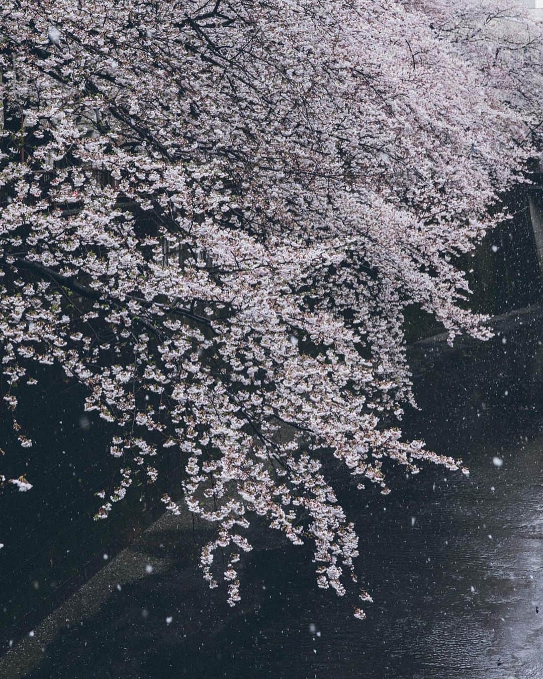 Yuma Yamashitaさんのインスタグラム写真 - (Yuma YamashitaInstagram)「Snow with a flurry of cherry blossoms  #hellofrom Tokyo #inspirationcultmag」4月1日 22時01分 - yuma1983