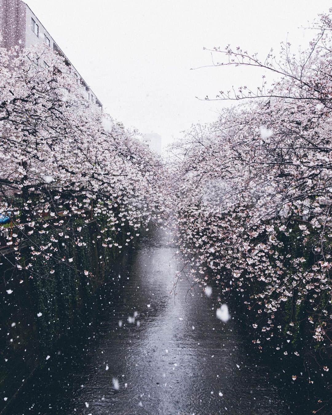 Yuma Yamashitaのインスタグラム：「Snow with a flurry of cherry blossoms  #hellofrom Tokyo #inspirationcultmag」