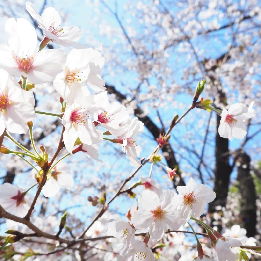 Kuboi Ayumiさんのインスタグラム写真 - (Kuboi AyumiInstagram)「いつかの桜。﻿ ﻿ 毎日、本当に不安になるようなニュースばかり。﻿ 今日も赤ちゃんが新型コロナに、若い方やテレビで見ていたような有名人も﻿どんどん感染（涙）﻿ ﻿ 家族をどうやって守っていこうか、不安でたまらないですね。﻿ まだ入学式も迎えていないのに、小学校もゴールデンウィークまでお休みになりそうな予感。﻿ 新一年生の子どもを持つ母として、小学校の雰囲気も何もわからない中で﻿ 通わせるのも怖すぎます。﻿ とりあえず、おうちでできる限りストレスをためずに過ごせるように、いろいろ揃えて備えよう。（買いだめじゃないよ）  前向きに資格の勉強とか、お掃除&断捨離も進めようかな。 ﻿ 早く落ち着いて日常が送れるようになりますように…。﻿ ﻿ ﻿ ﻿ #女の子ママ #sakura #コロナ #新型コロナ 安心して #おでかけ できるようになりますように ﻿ #おうちじかん を充実させたい  #桜 #お花見 は今年はおやすみ﻿」4月1日 21時57分 - himekagami