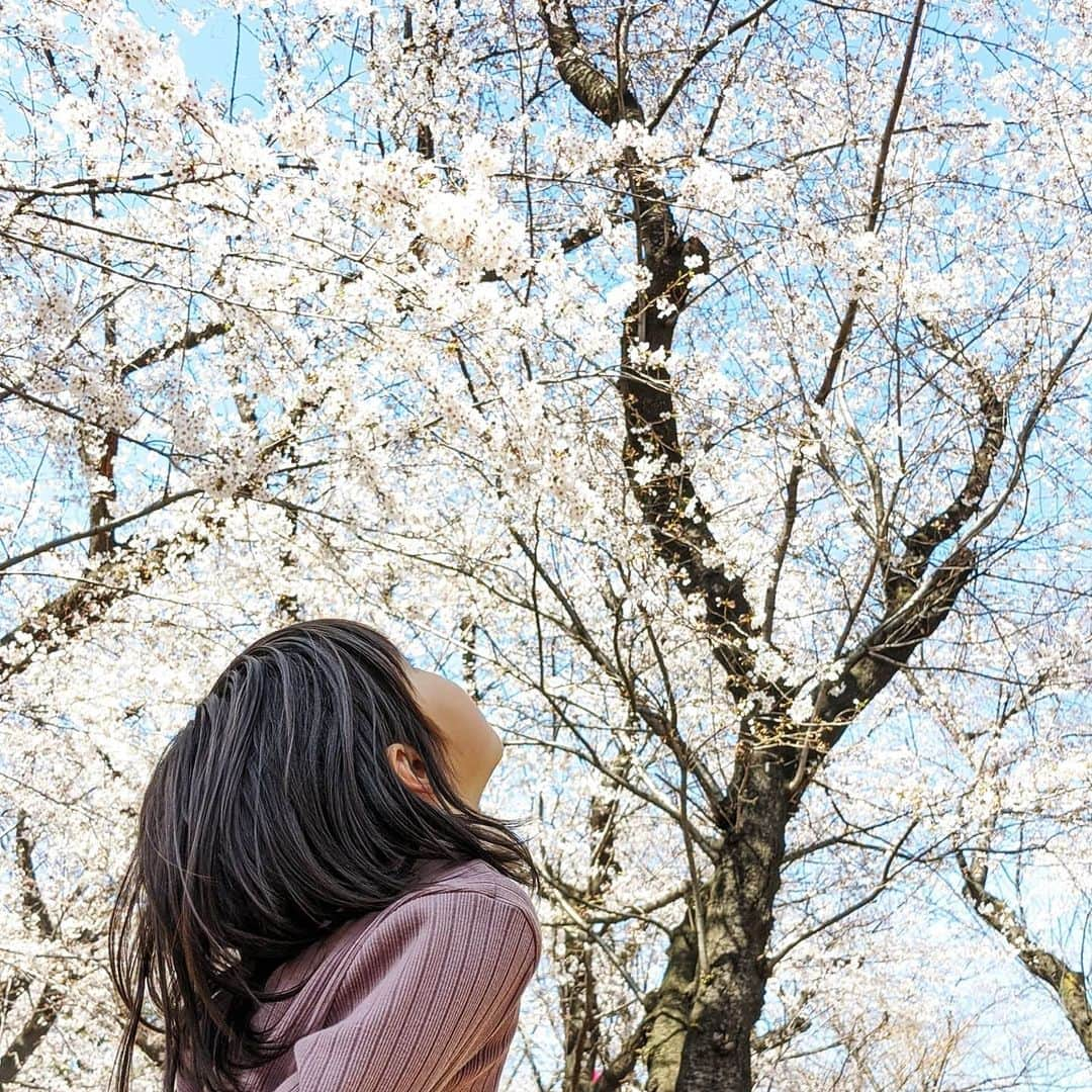 Kuboi Ayumiさんのインスタグラム写真 - (Kuboi AyumiInstagram)「いつかの桜。﻿ ﻿ 毎日、本当に不安になるようなニュースばかり。﻿ 今日も赤ちゃんが新型コロナに、若い方やテレビで見ていたような有名人も﻿どんどん感染（涙）﻿ ﻿ 家族をどうやって守っていこうか、不安でたまらないですね。﻿ まだ入学式も迎えていないのに、小学校もゴールデンウィークまでお休みになりそうな予感。﻿ 新一年生の子どもを持つ母として、小学校の雰囲気も何もわからない中で﻿ 通わせるのも怖すぎます。﻿ とりあえず、おうちでできる限りストレスをためずに過ごせるように、いろいろ揃えて備えよう。（買いだめじゃないよ）  前向きに資格の勉強とか、お掃除&断捨離も進めようかな。 ﻿ 早く落ち着いて日常が送れるようになりますように…。﻿ ﻿ ﻿ ﻿ #女の子ママ #sakura #コロナ #新型コロナ 安心して #おでかけ できるようになりますように ﻿ #おうちじかん を充実させたい  #桜 #お花見 は今年はおやすみ﻿」4月1日 21時57分 - himekagami